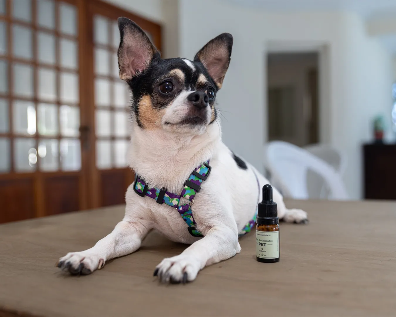 Cão relaxado simbolizando alívio potente de dor crônica e pós-cirúrgica com cannabis