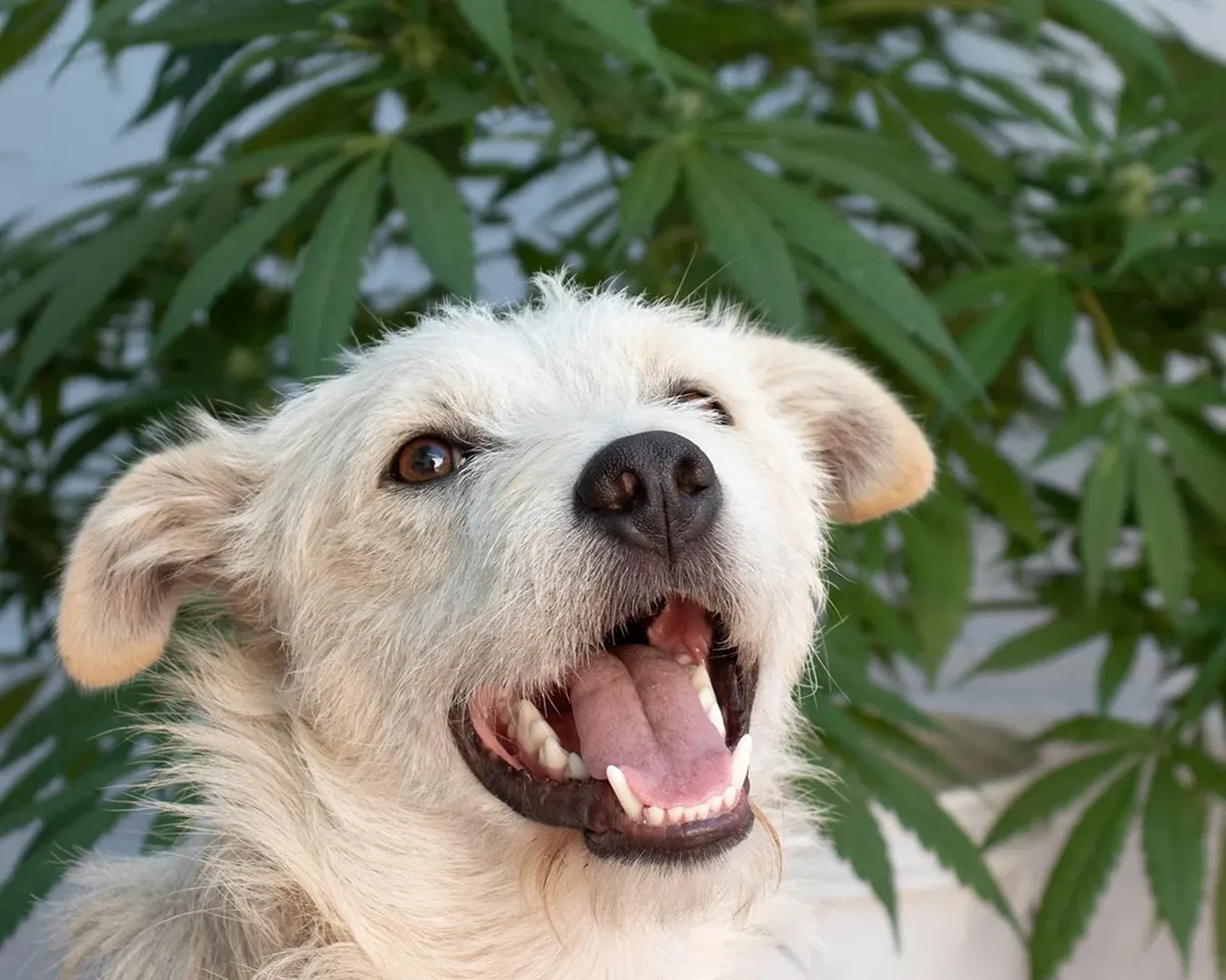 Animal recebendo carinho como suporte no tratamento de câncer com cannabis