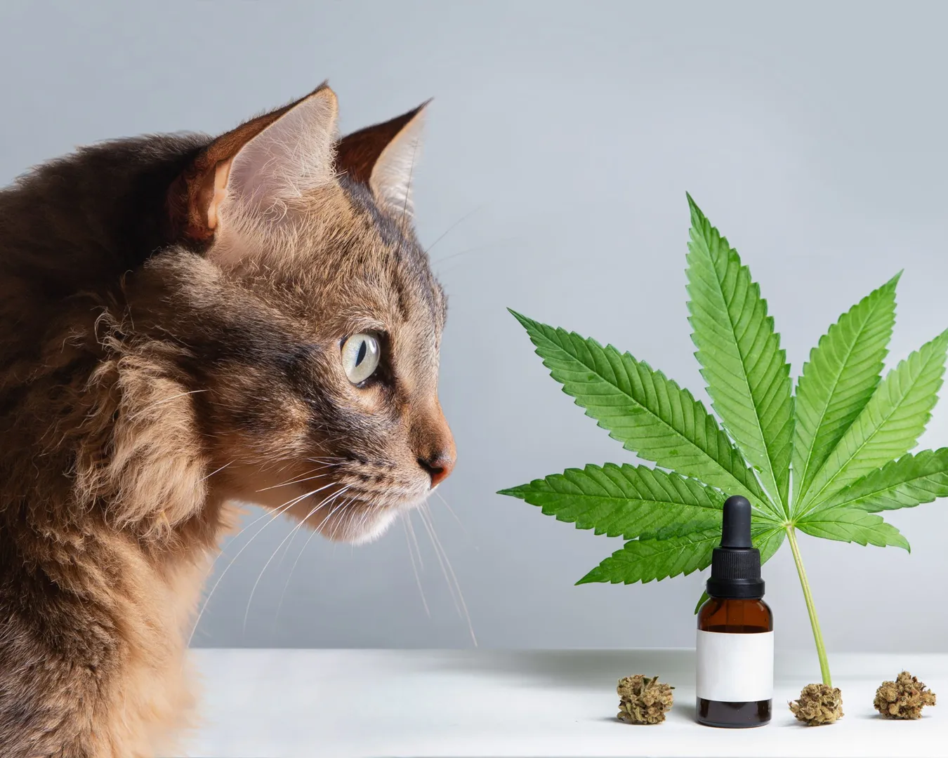 Cérebro estilizado para representar tratamento de doenças neurológicas e convulsões com cannabis