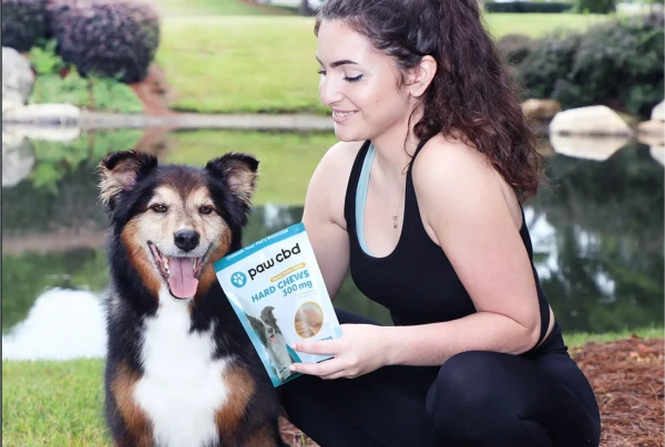 Veterinário aplicando tratamento com cannabis medicinal em animal de estimação